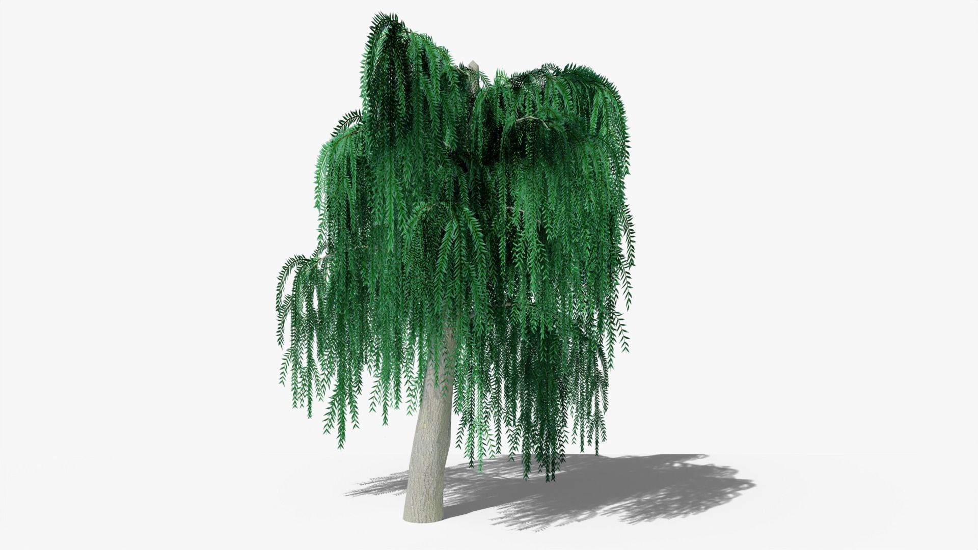 Weeping Willow v6 Low-poly 3D model_1