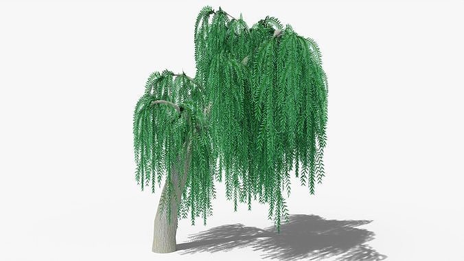 Weeping Willow v7 Low-poly 3D model