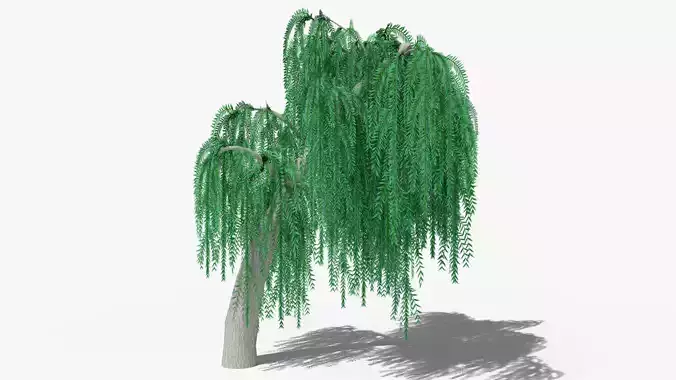 Weeping Willow v7 Low-poly 3D model