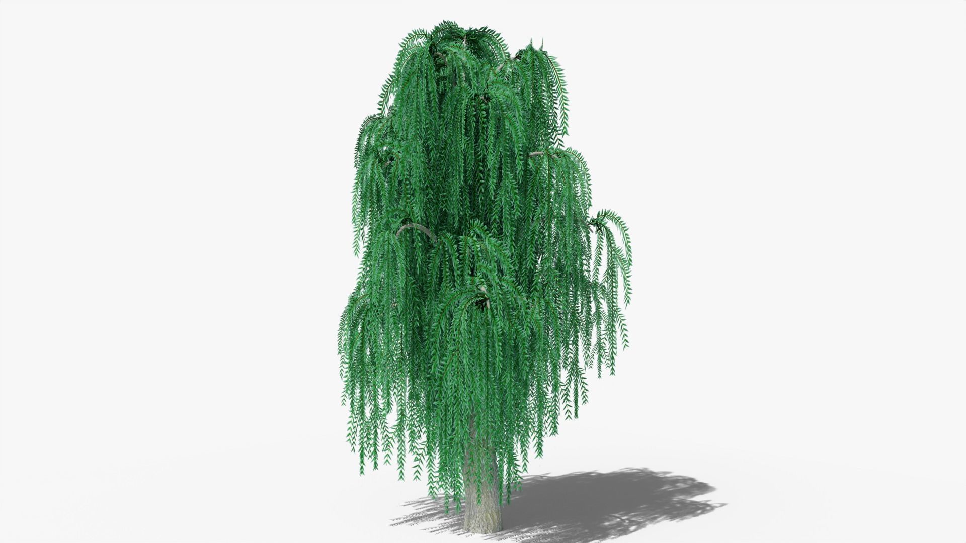 Weeping Willow v8 Low-poly 3D model_1