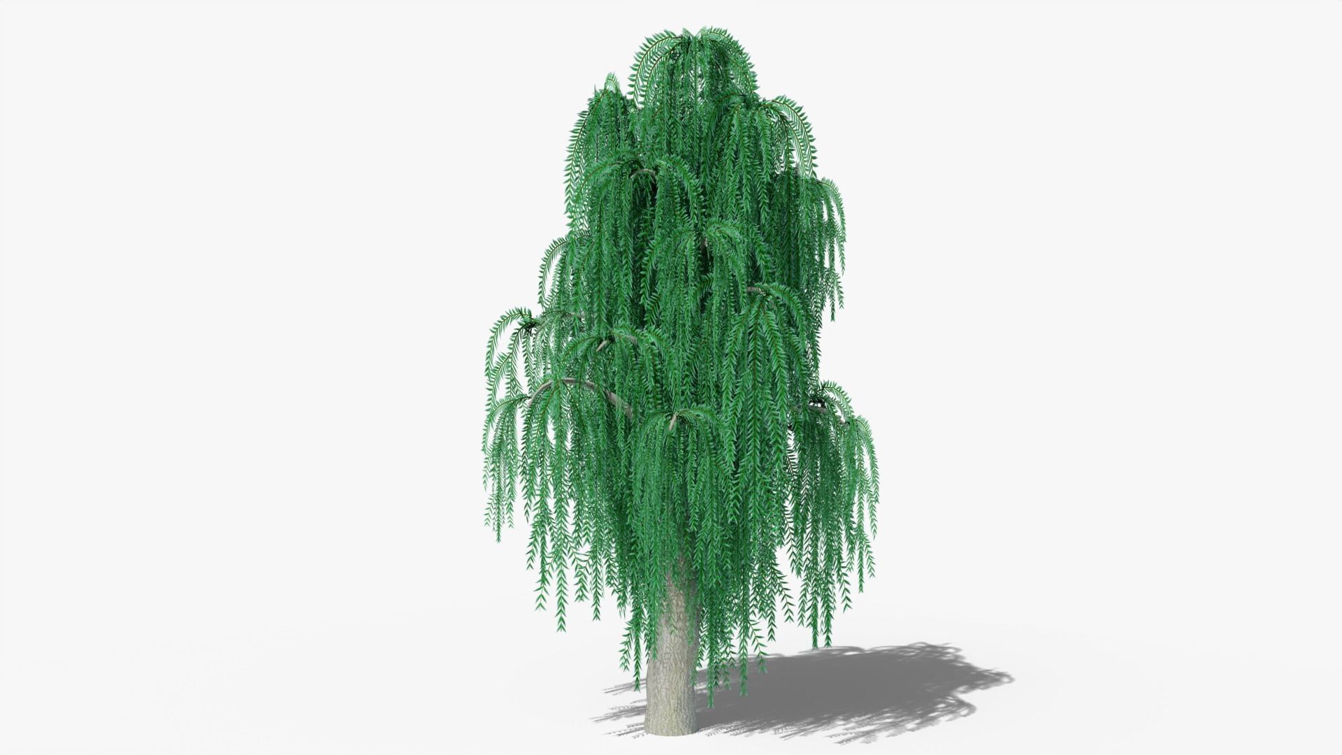 Weeping Willow v8 Low-poly 3D model_4