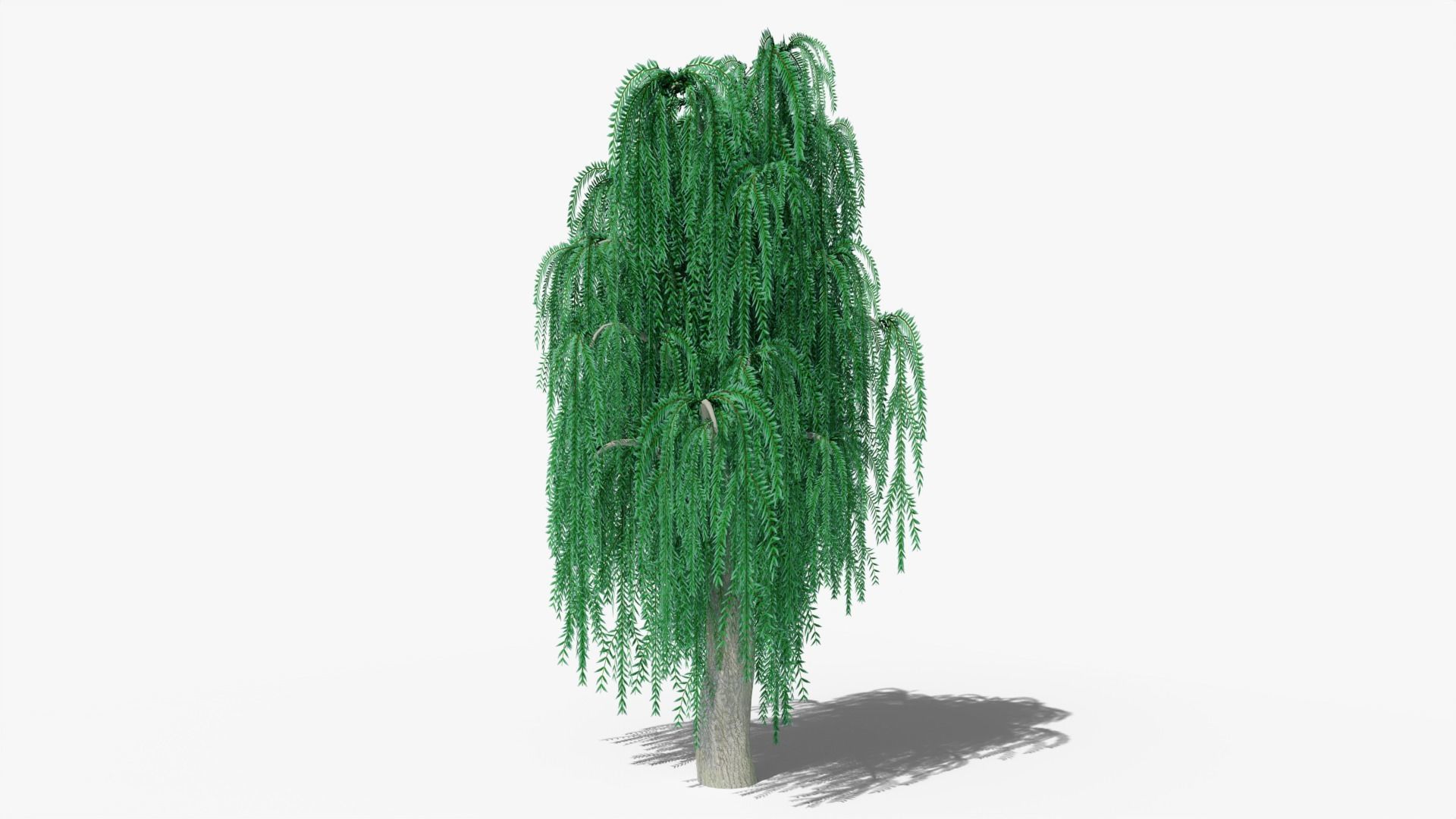 Weeping Willow v8 Low-poly 3D model_5