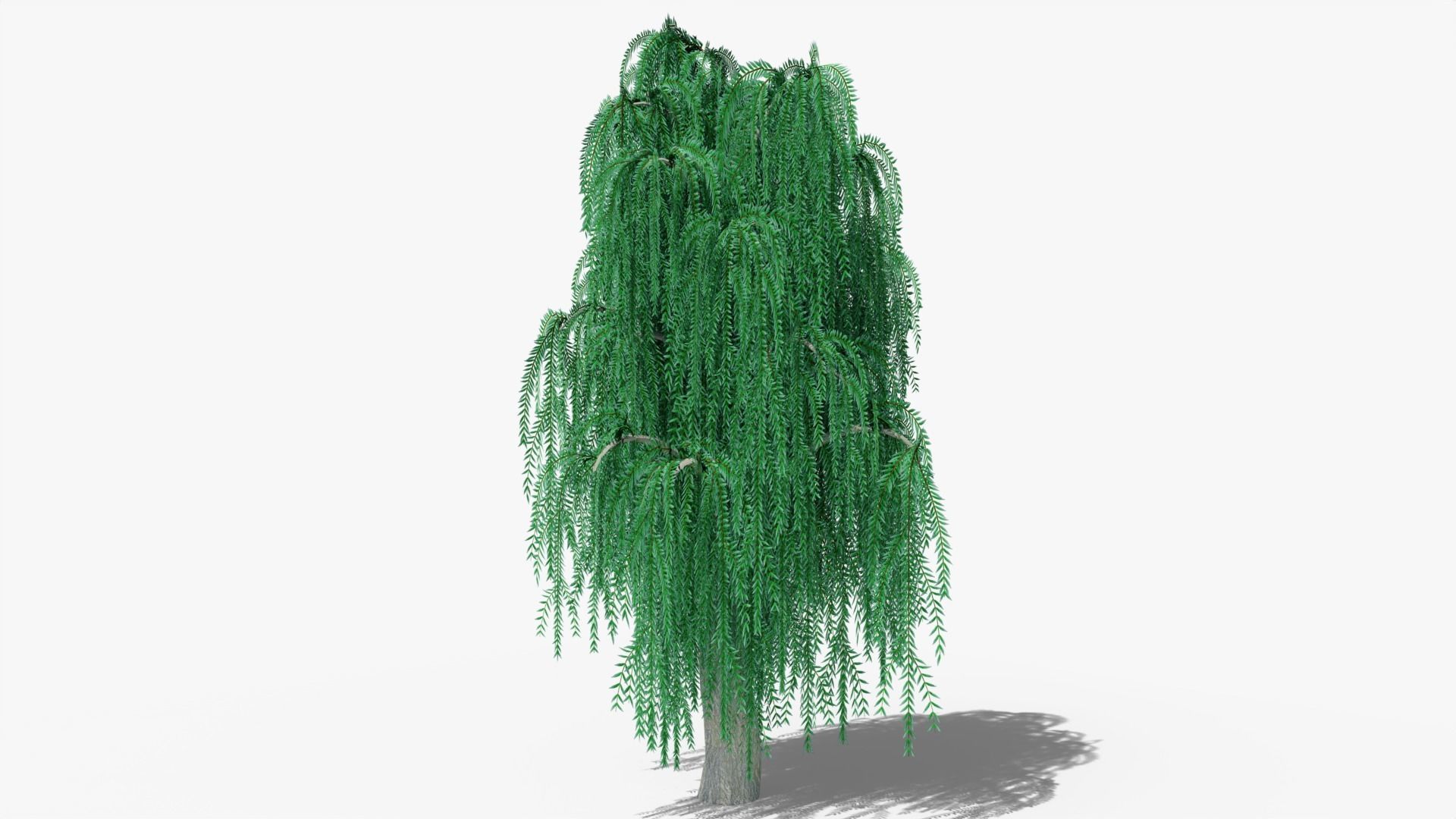 Weeping Willow v8 Low-poly 3D model_2