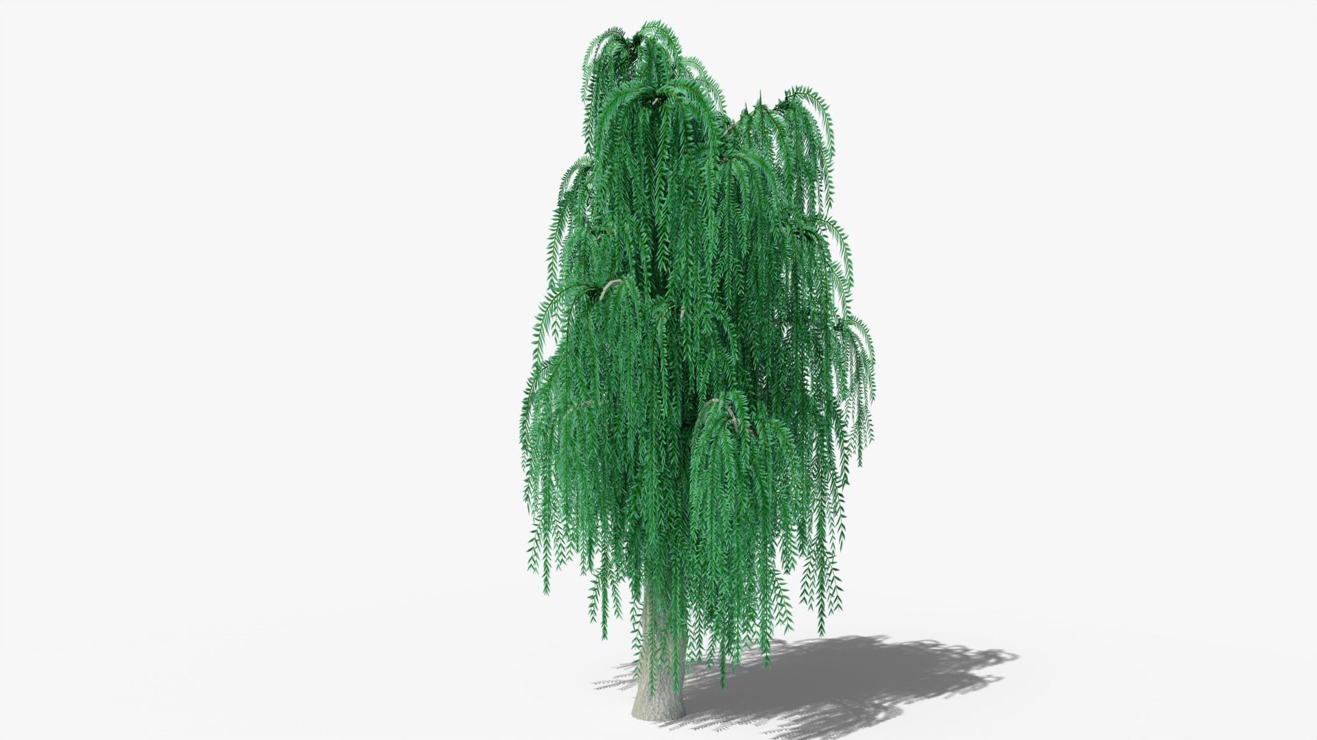 Weeping Willow v8 Low-poly 3D model_3