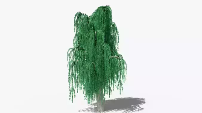 Weeping Willow v8 Low-poly 3D model