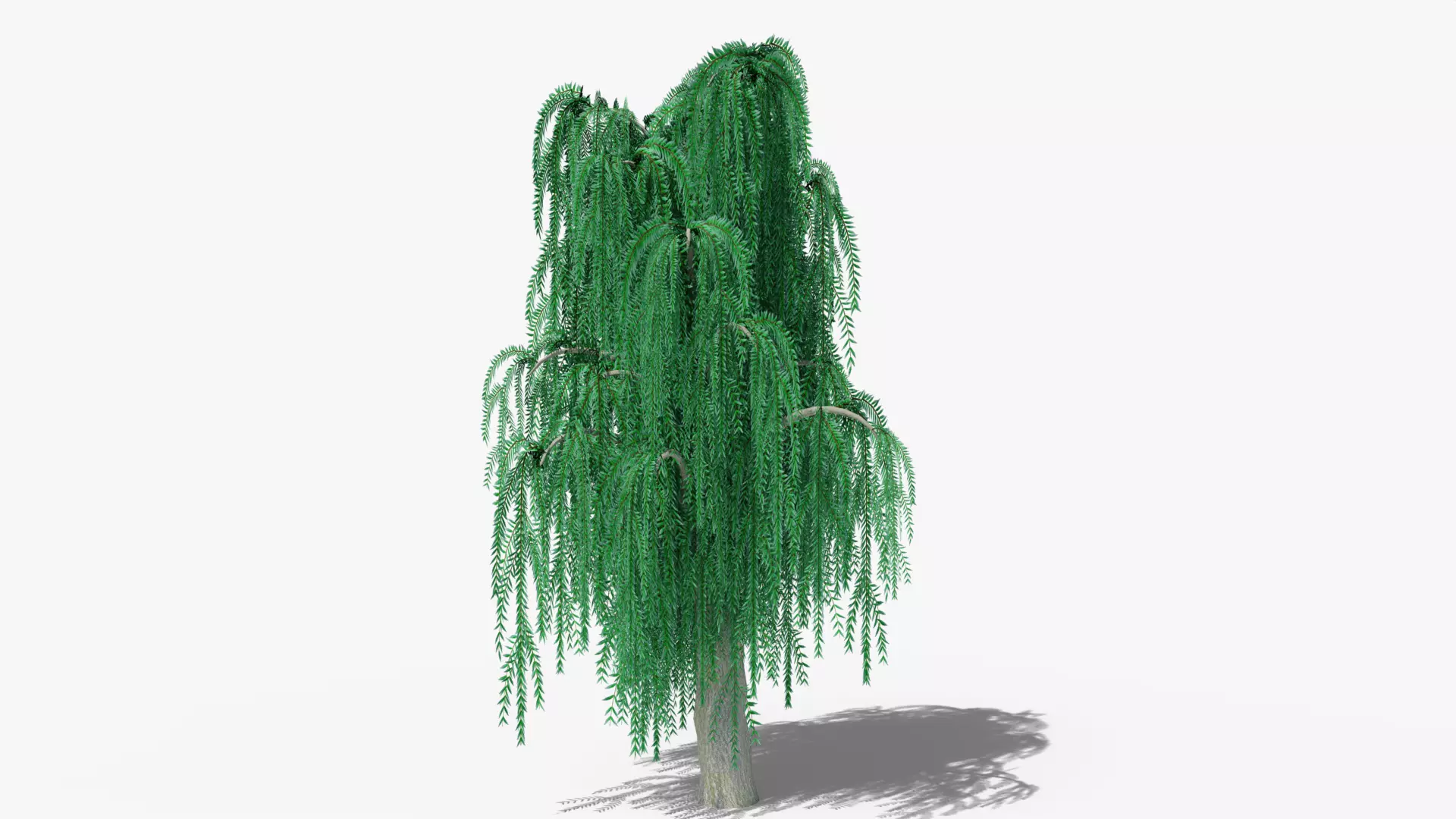 Weeping Willow v8 Low-poly 3D model_0