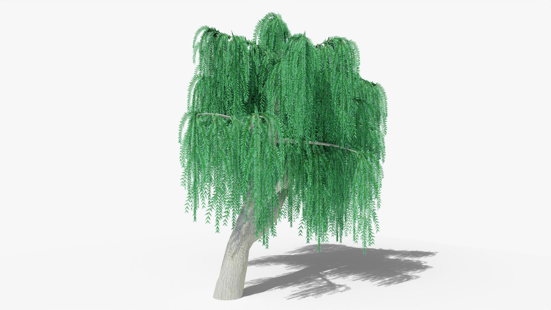 Weeping Willow v9 Low-poly 3D model_1