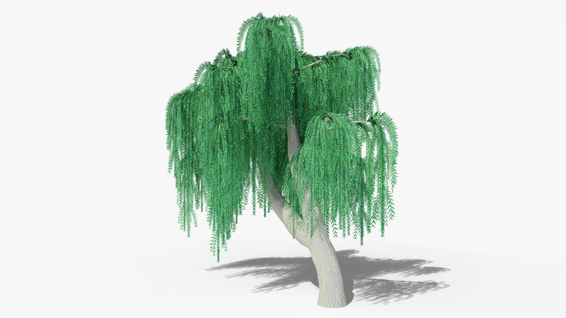 Weeping Willow v9 Low-poly 3D model_2