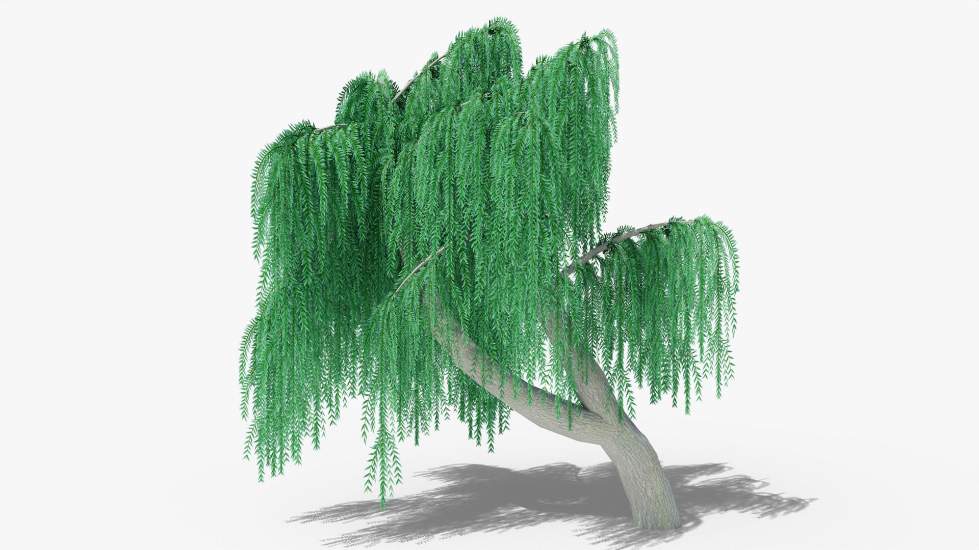 Weeping Willow v9 Low-poly 3D model_3