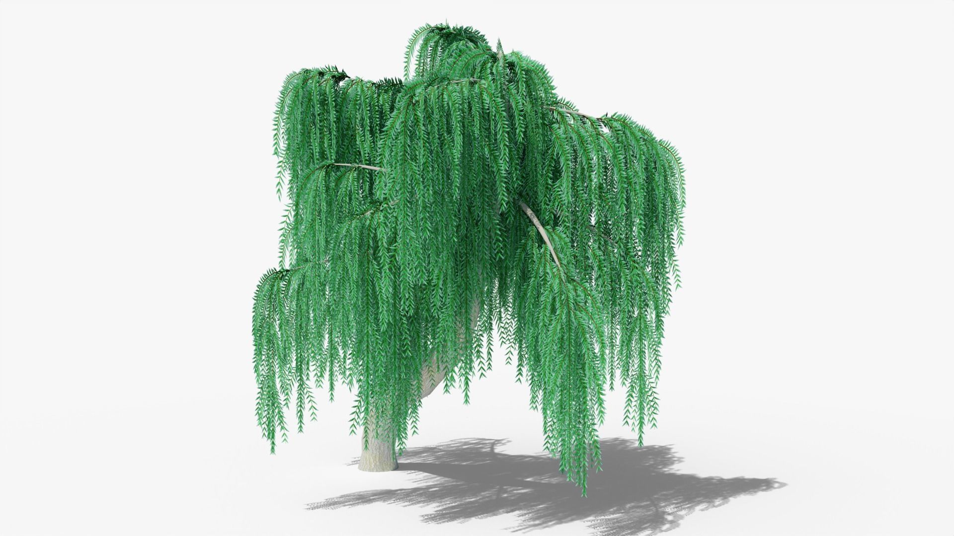 Weeping Willow v9 Low-poly 3D model_5