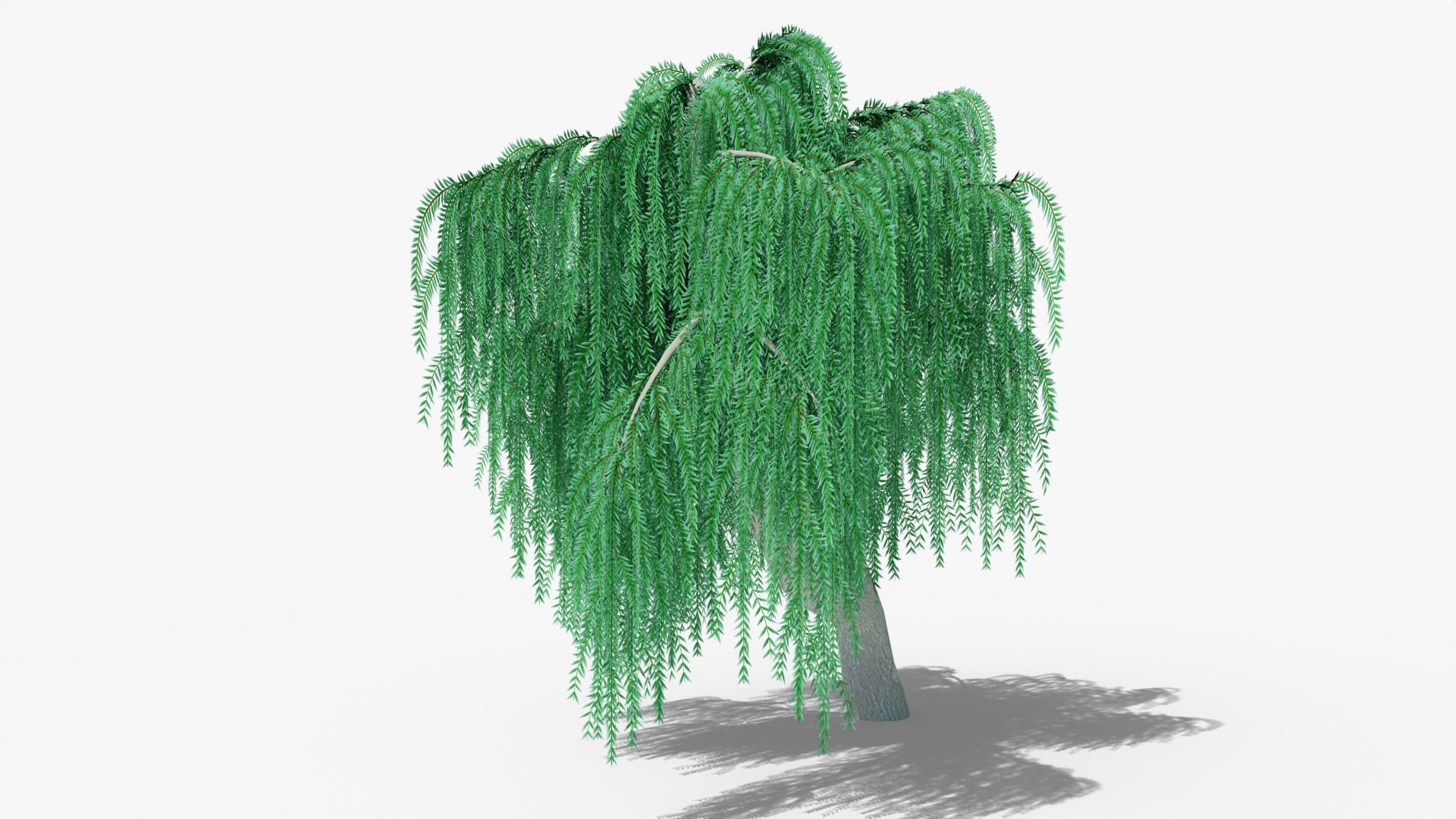 Weeping Willow v9 Low-poly 3D model_4