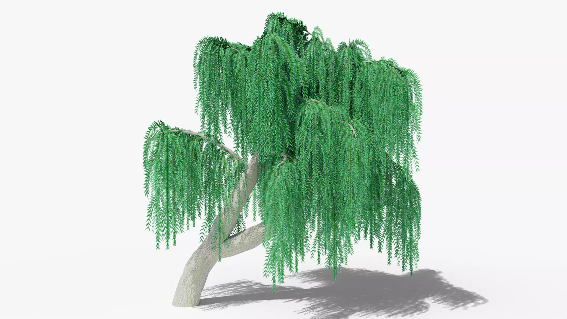 Weeping Willow v9 Low-poly 3D model_0