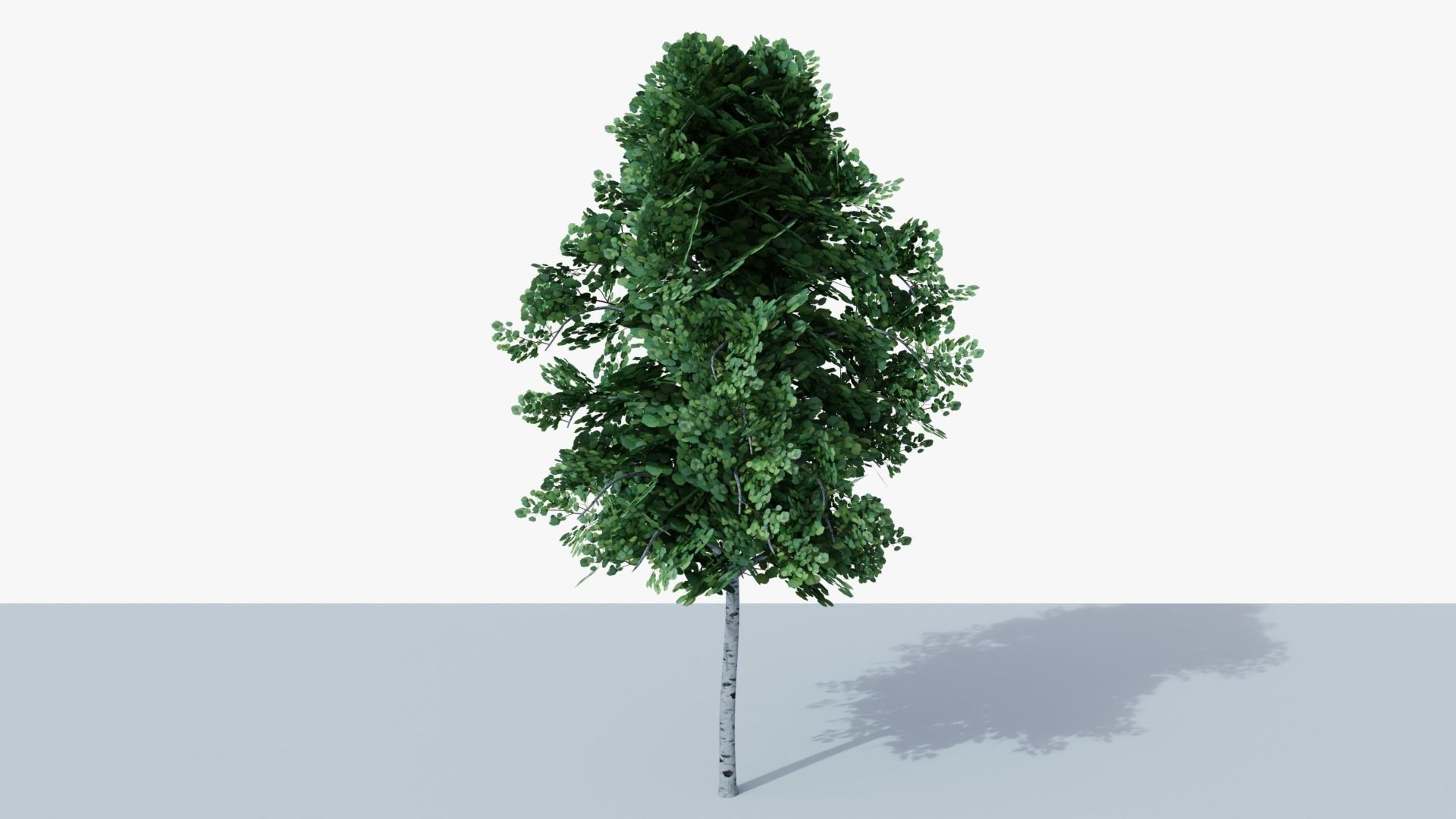 White Birch v1 Low-poly 3D model_4