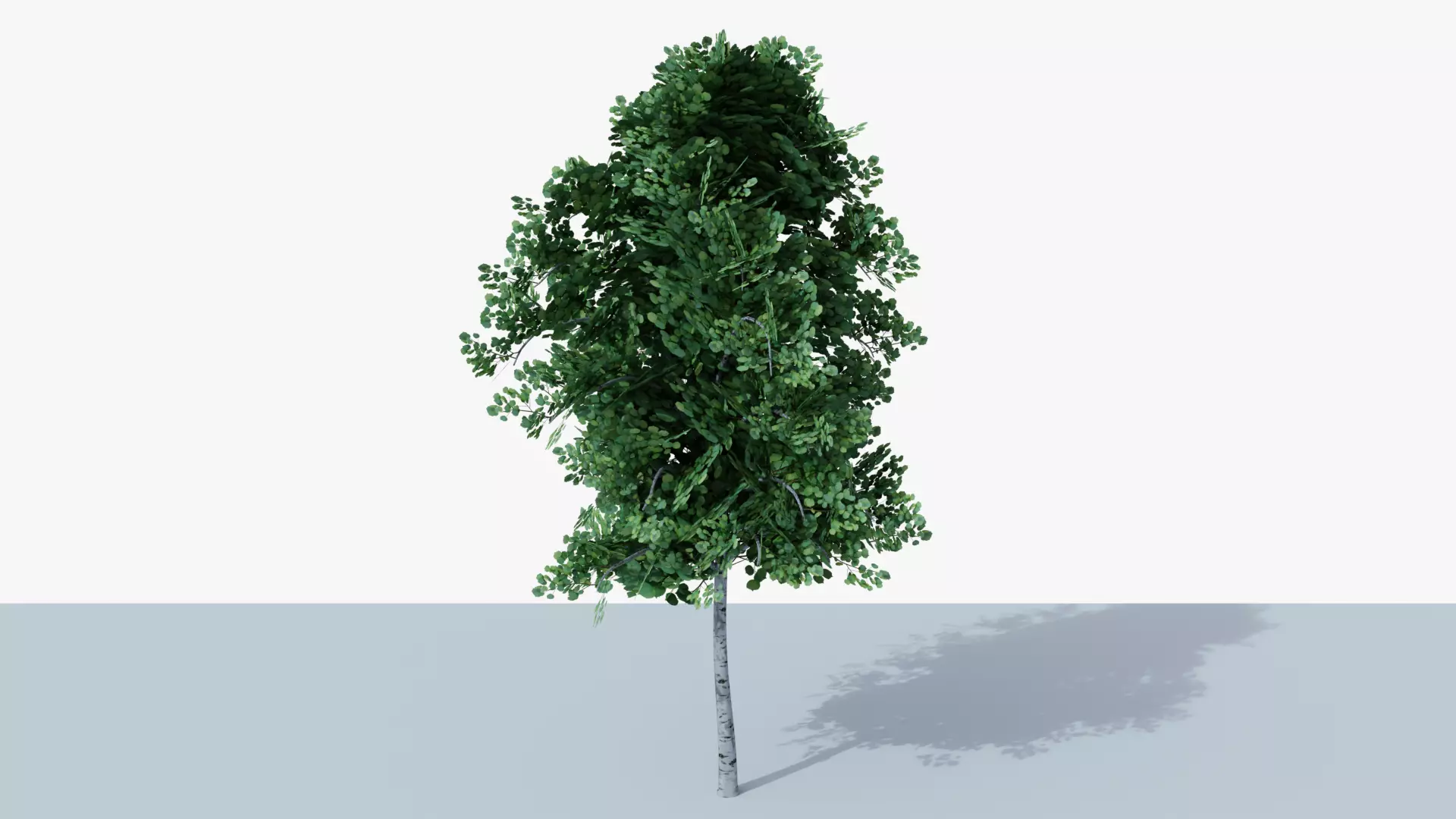 White Birch v1 Low-poly 3D model_0