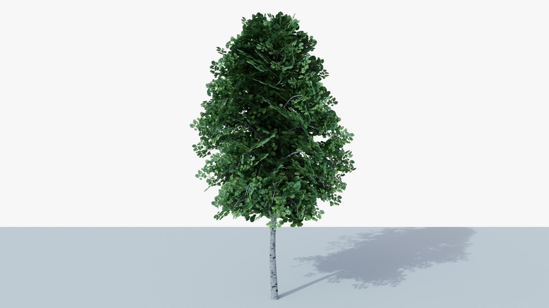 White Birch v1 Low-poly 3D model_5
