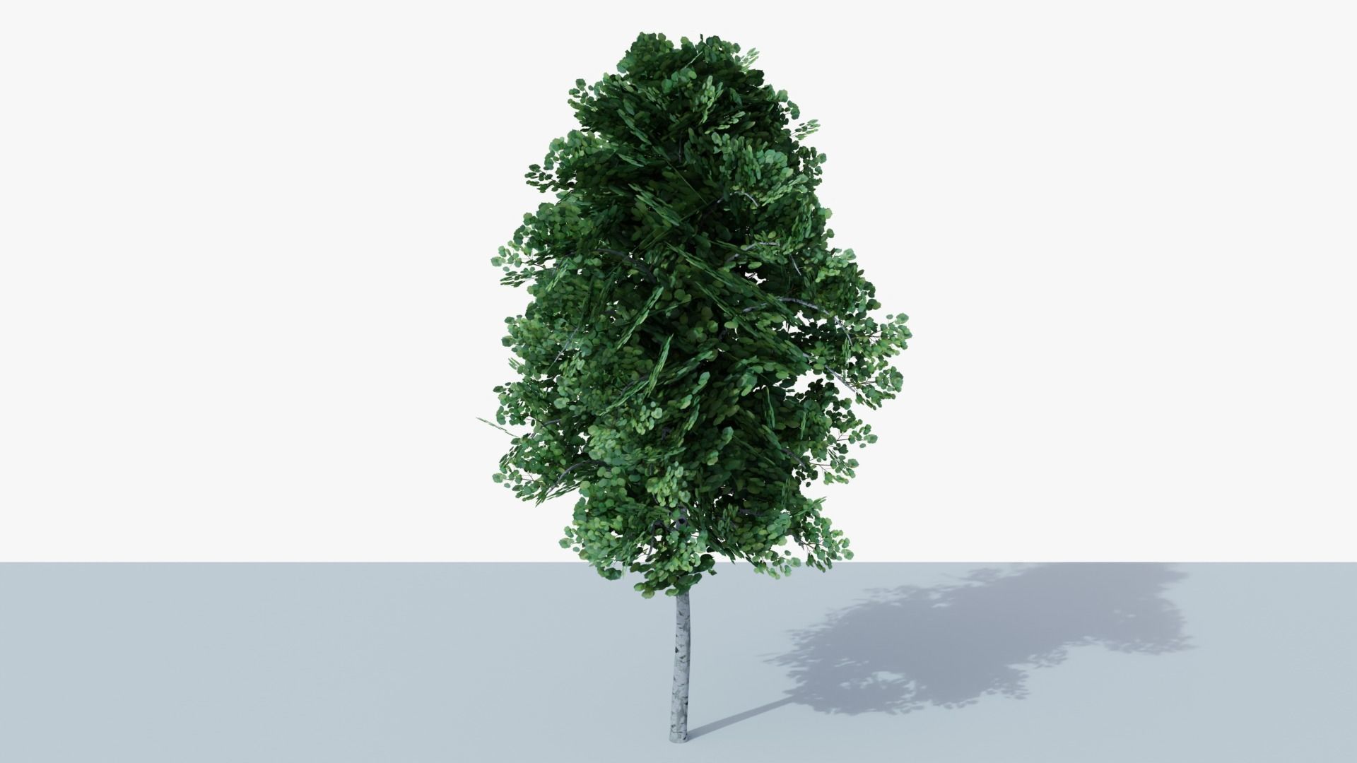 White Birch v1 Low-poly 3D model_2