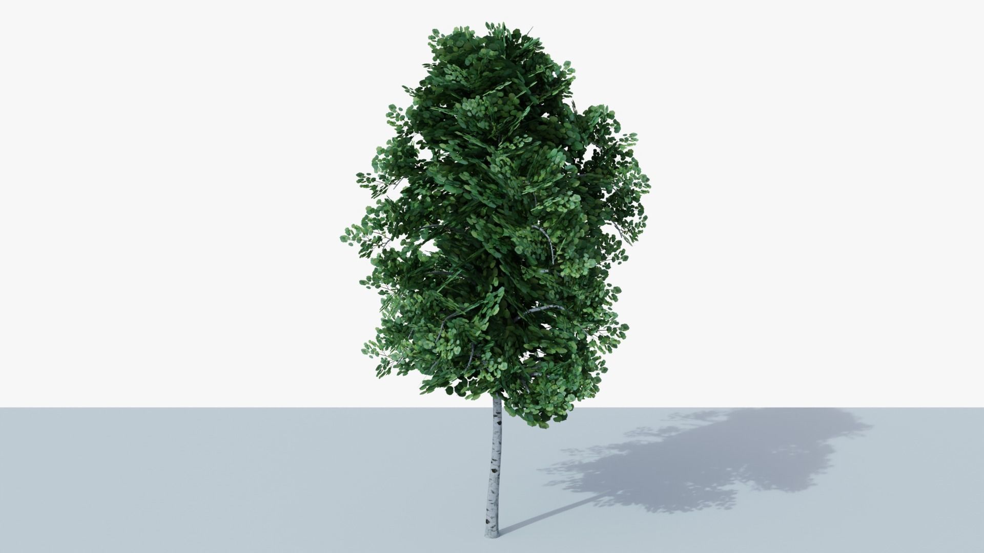 White Birch v1 Low-poly 3D model_3