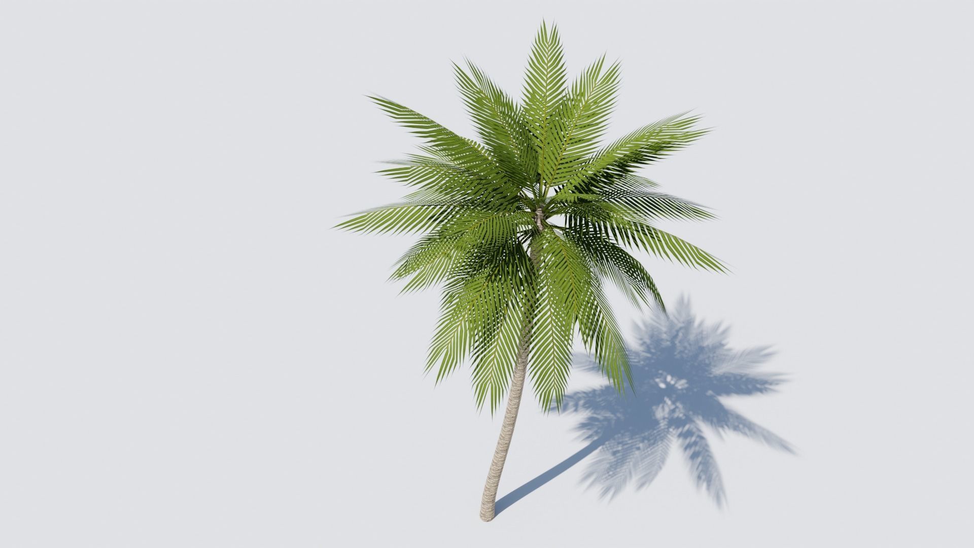 Lowpoly Date Palm v2 Low-poly 3D model_6