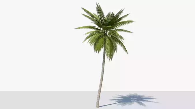 Lowpoly Date Palm v2 Low-poly 3D model