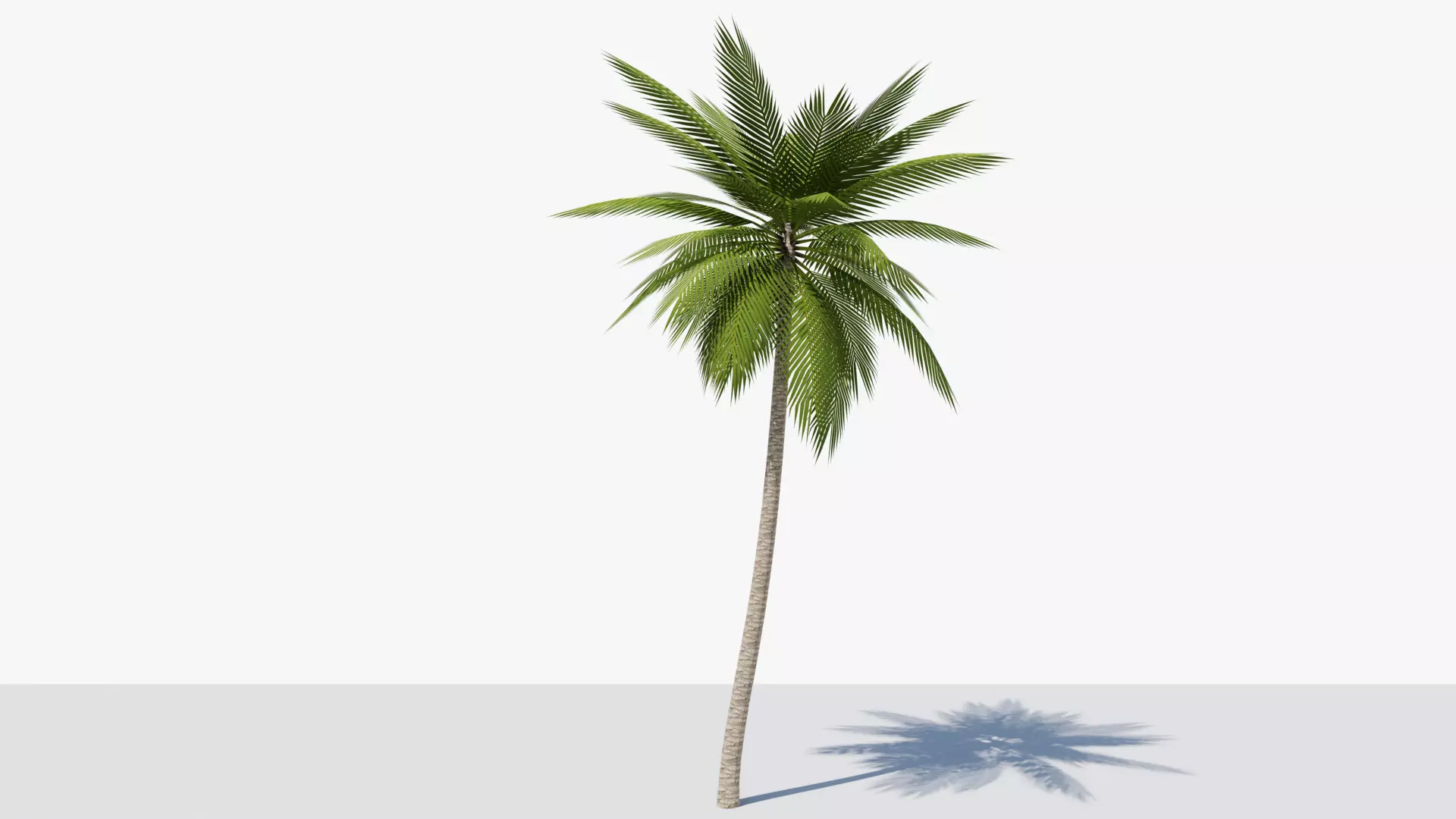 Lowpoly Date Palm v2 Low-poly 3D model_0