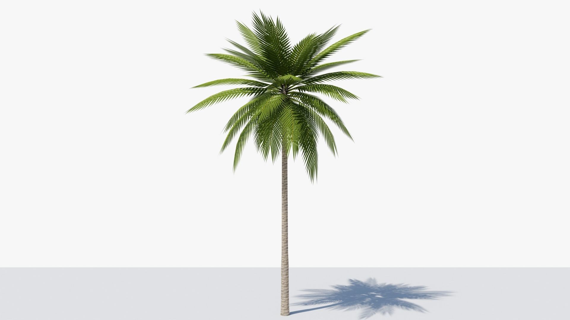 Lowpoly Date Palm v2 Low-poly 3D model_4