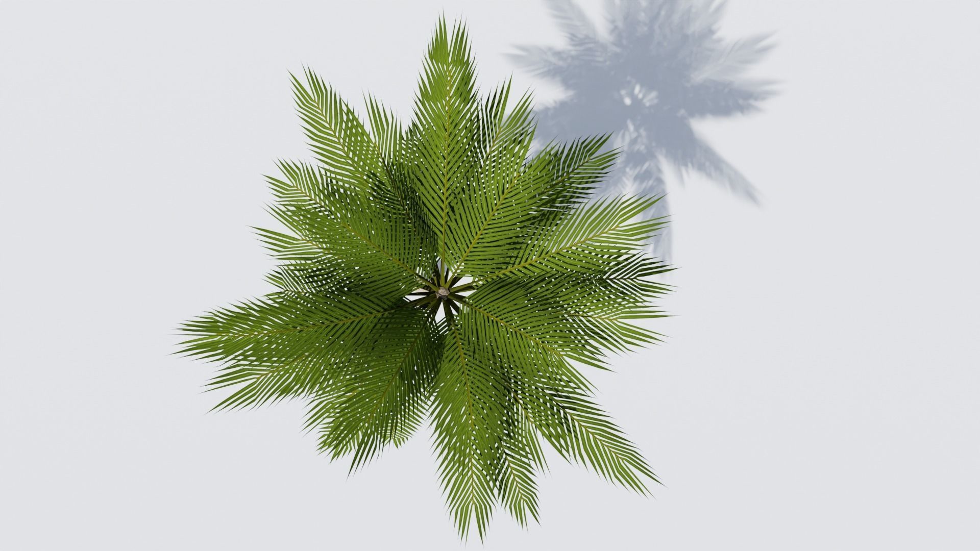 Lowpoly Date Palm v2 Low-poly 3D model_8