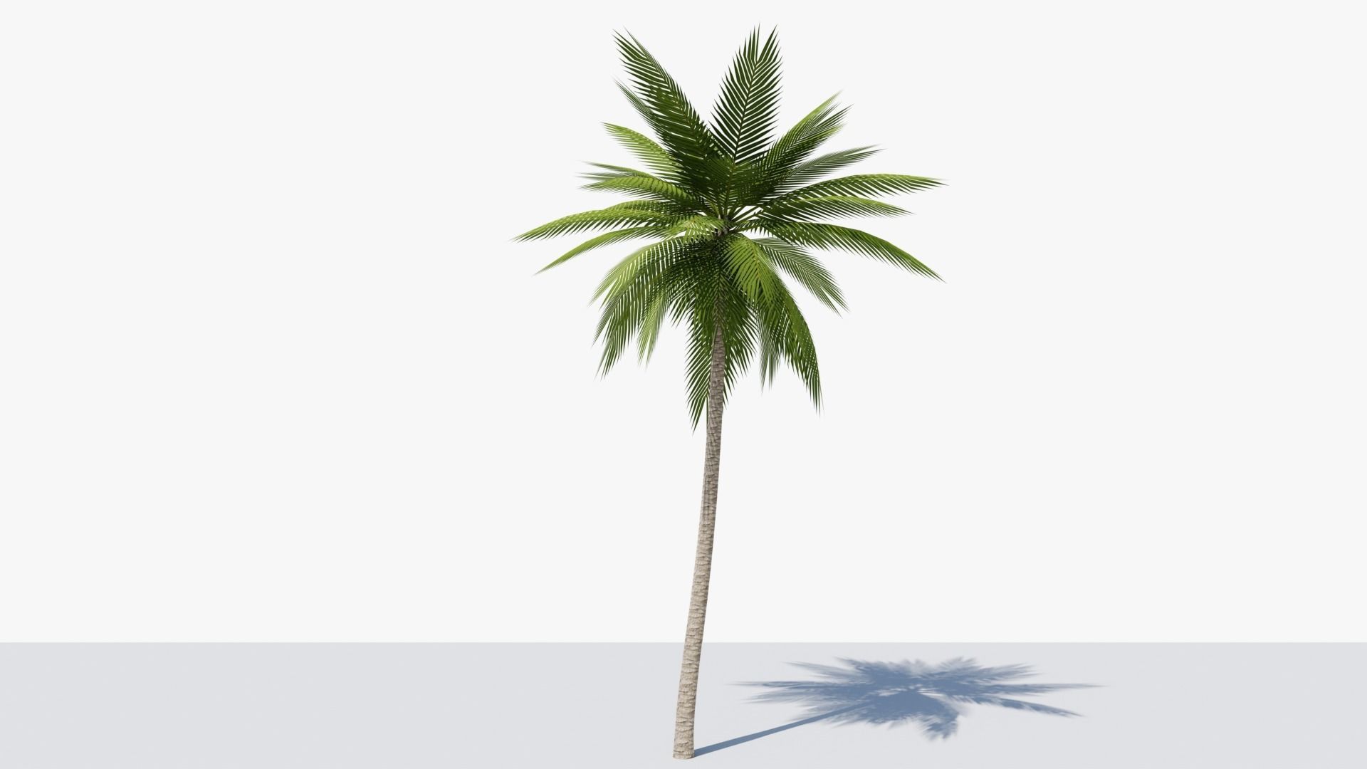 Lowpoly Date Palm v2 Low-poly 3D model_2