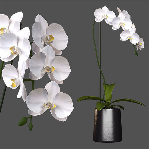 White orchids Flower in a pot for windowsill Free 3D model