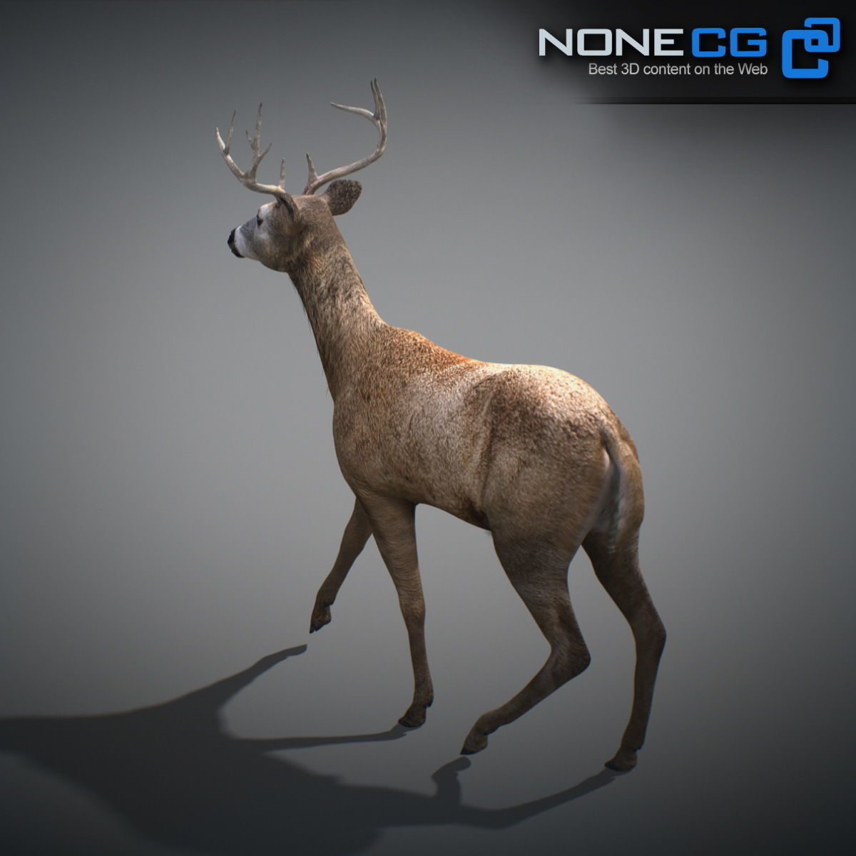 Animated Deer 3D model_14