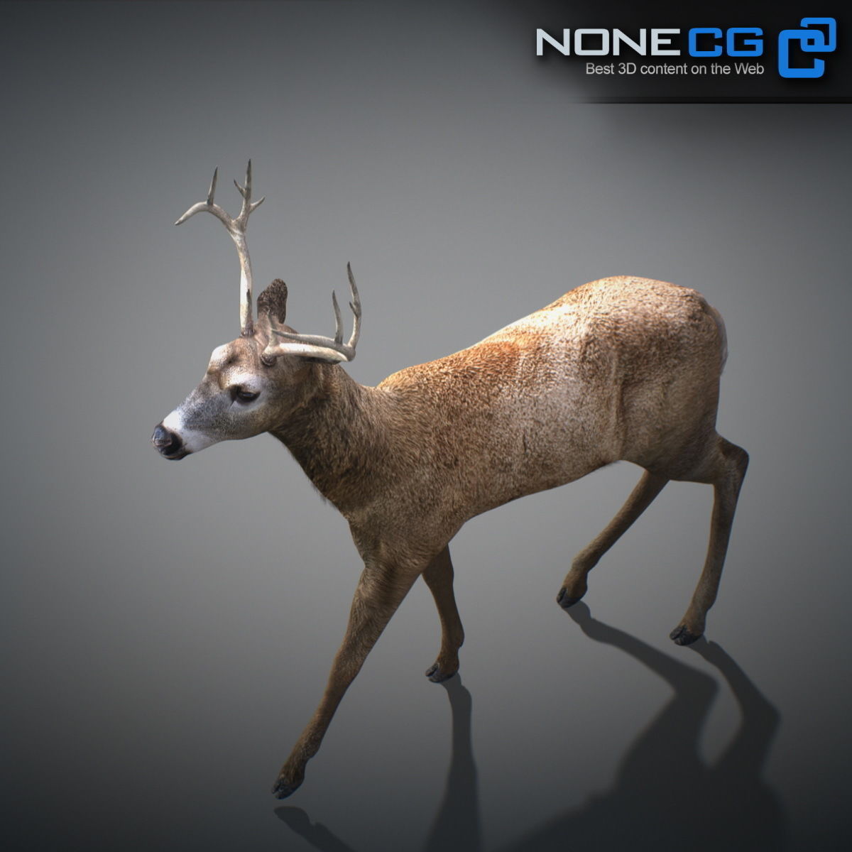 Animated Deer 3D model_16