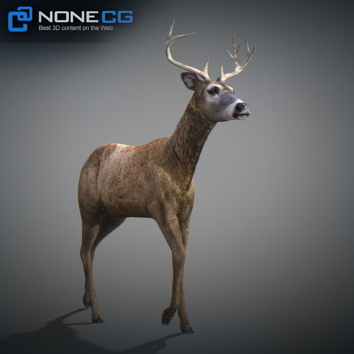Animated Deer 3D model_12