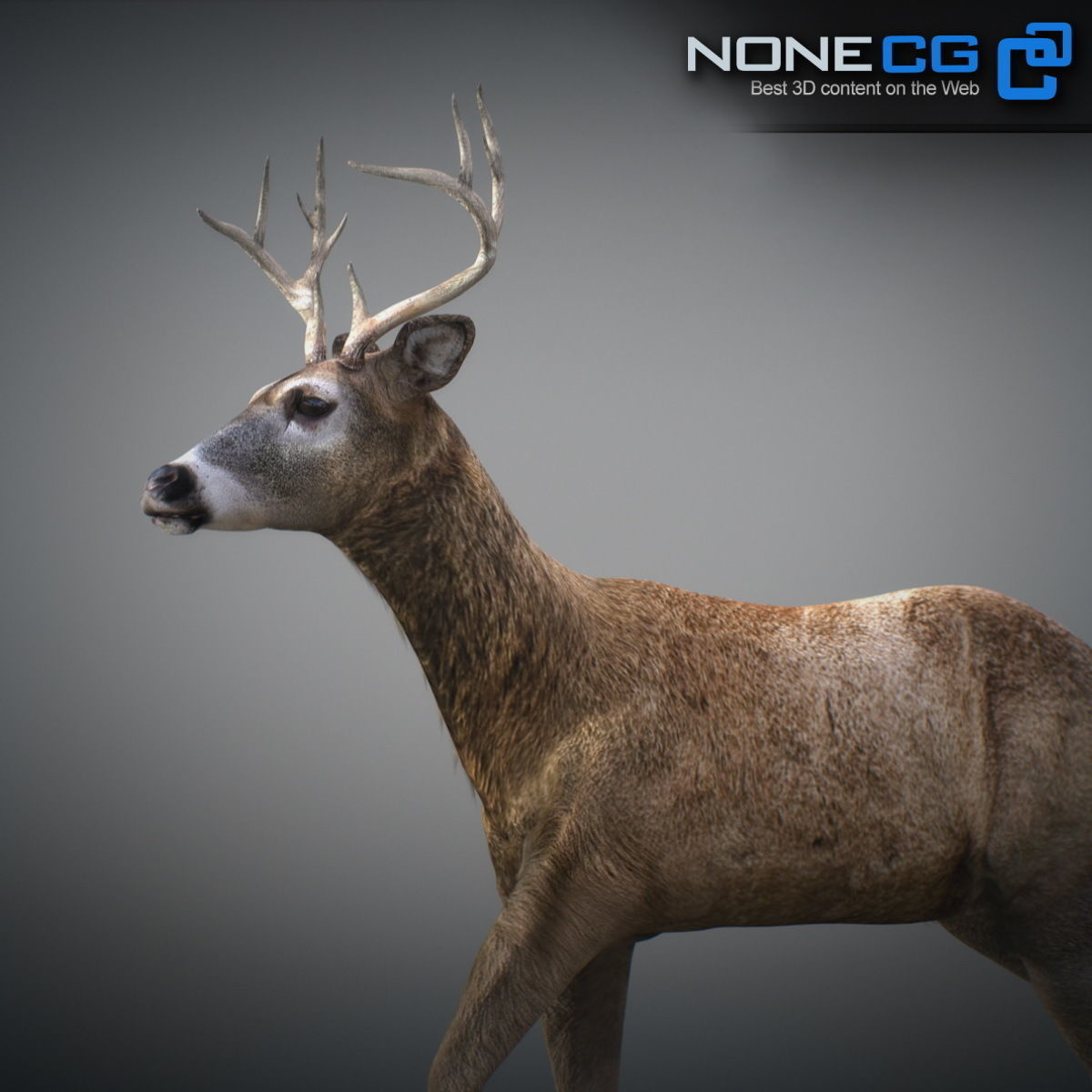 Animated Deer 3D model_8