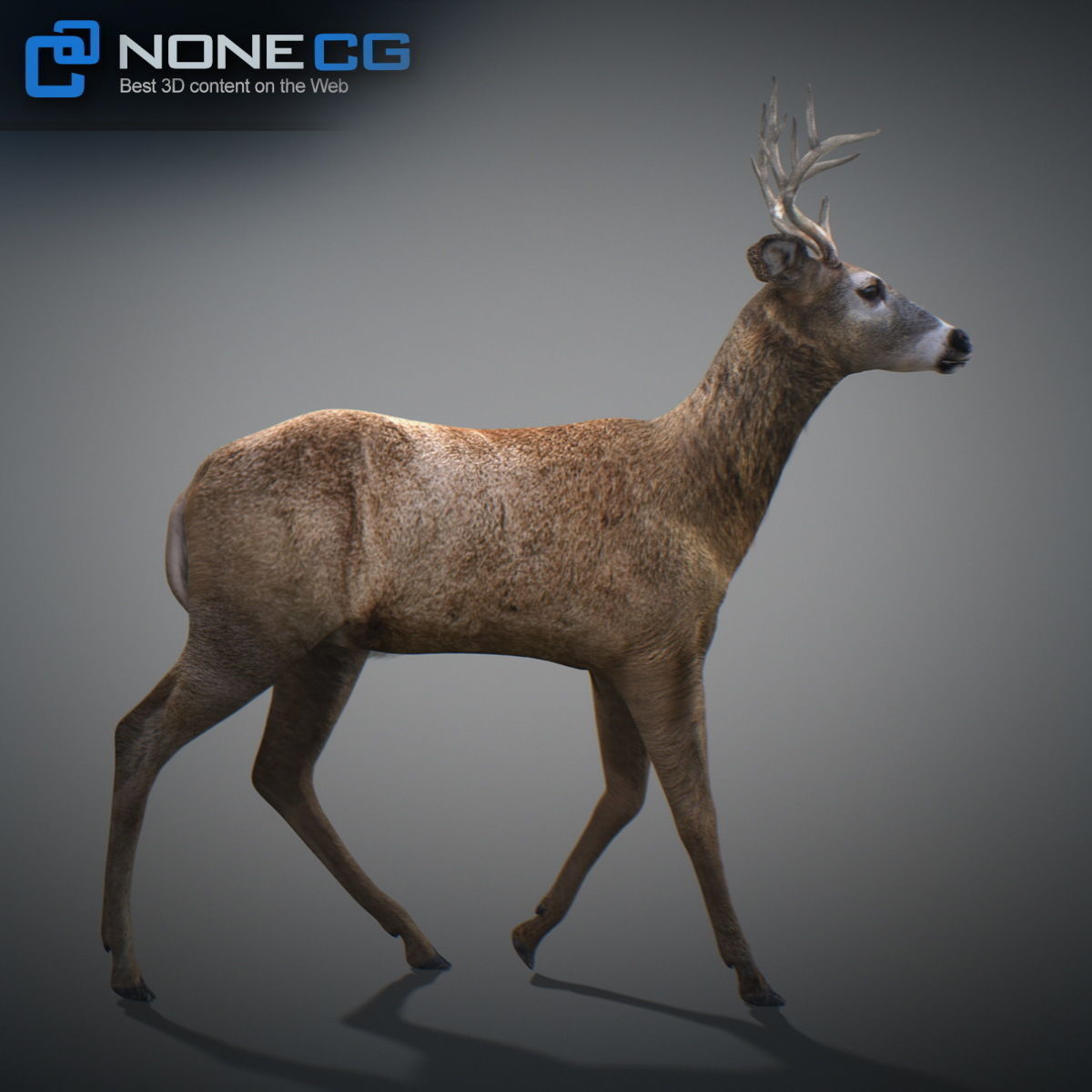 Animated Deer 3D model_13
