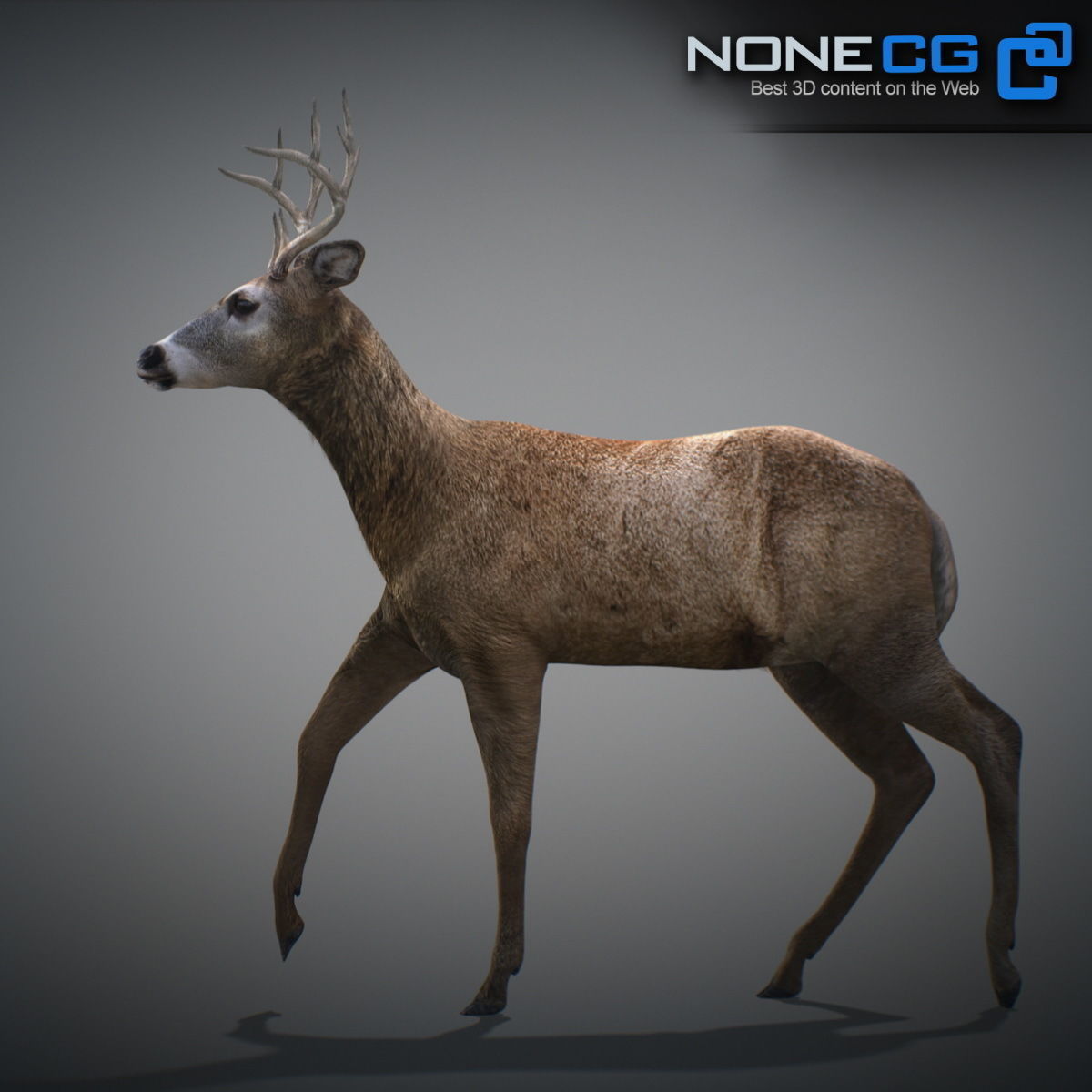 Animated Deer 3D model_10