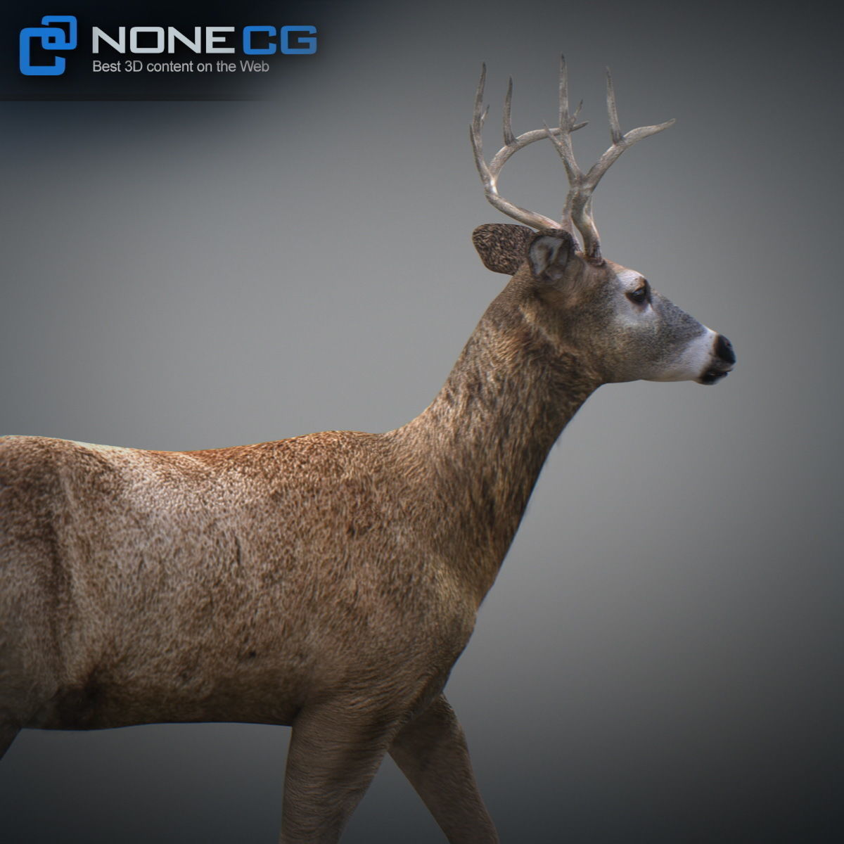 Animated Deer 3D model_9