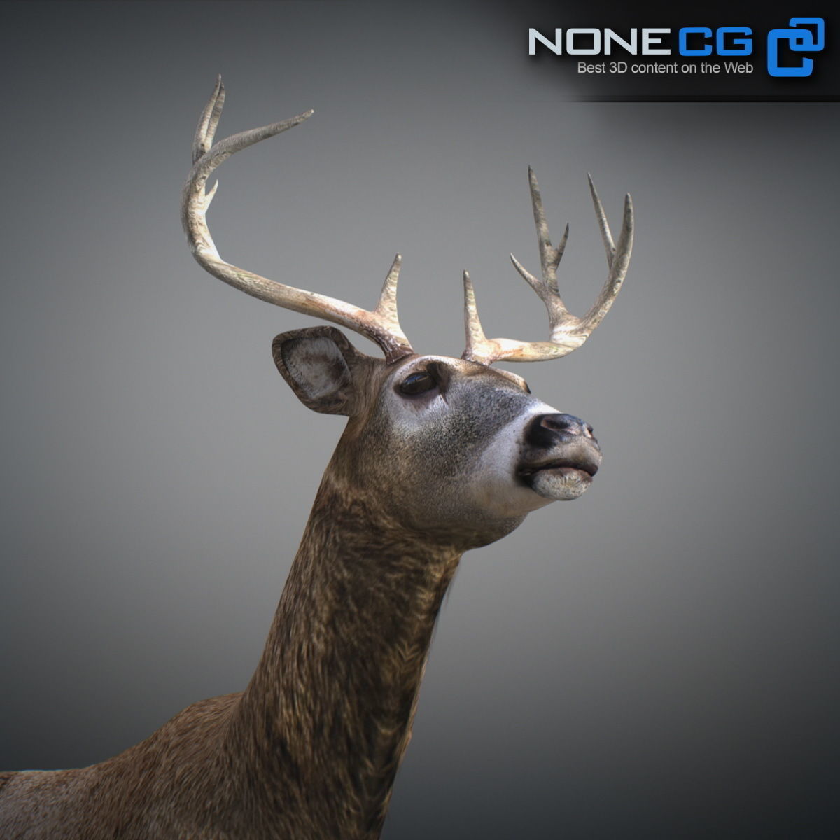 Animated Deer 3D model_2