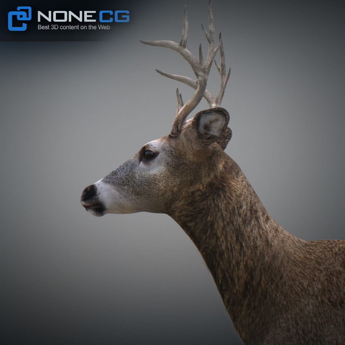 Animated Deer 3D model_4