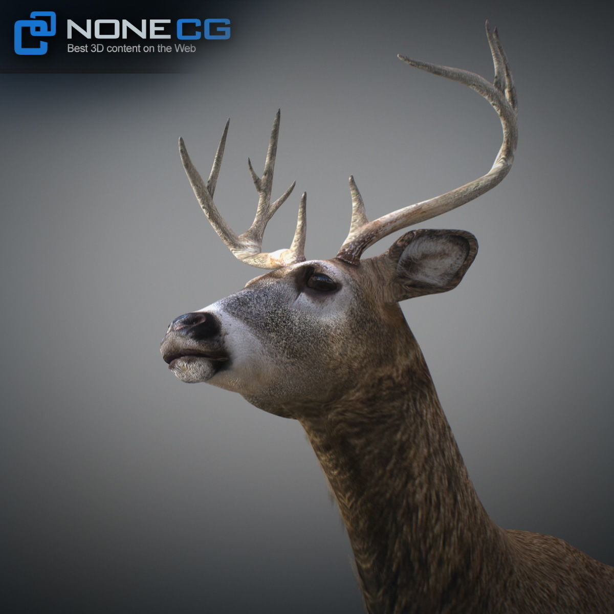 Animated Deer 3D model_7