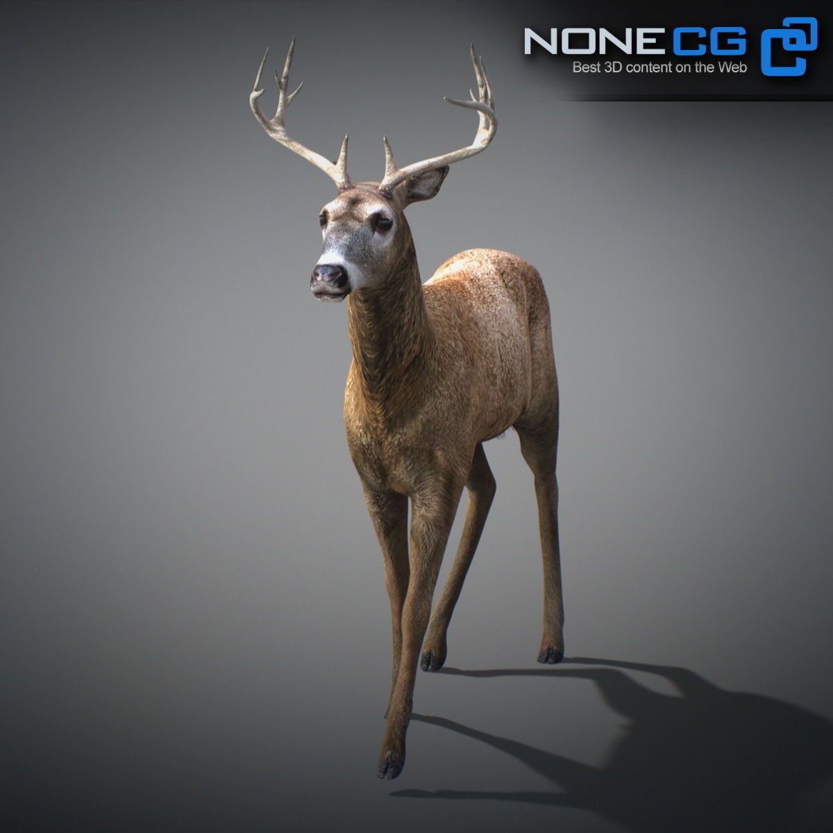 Animated Deer 3D model_17