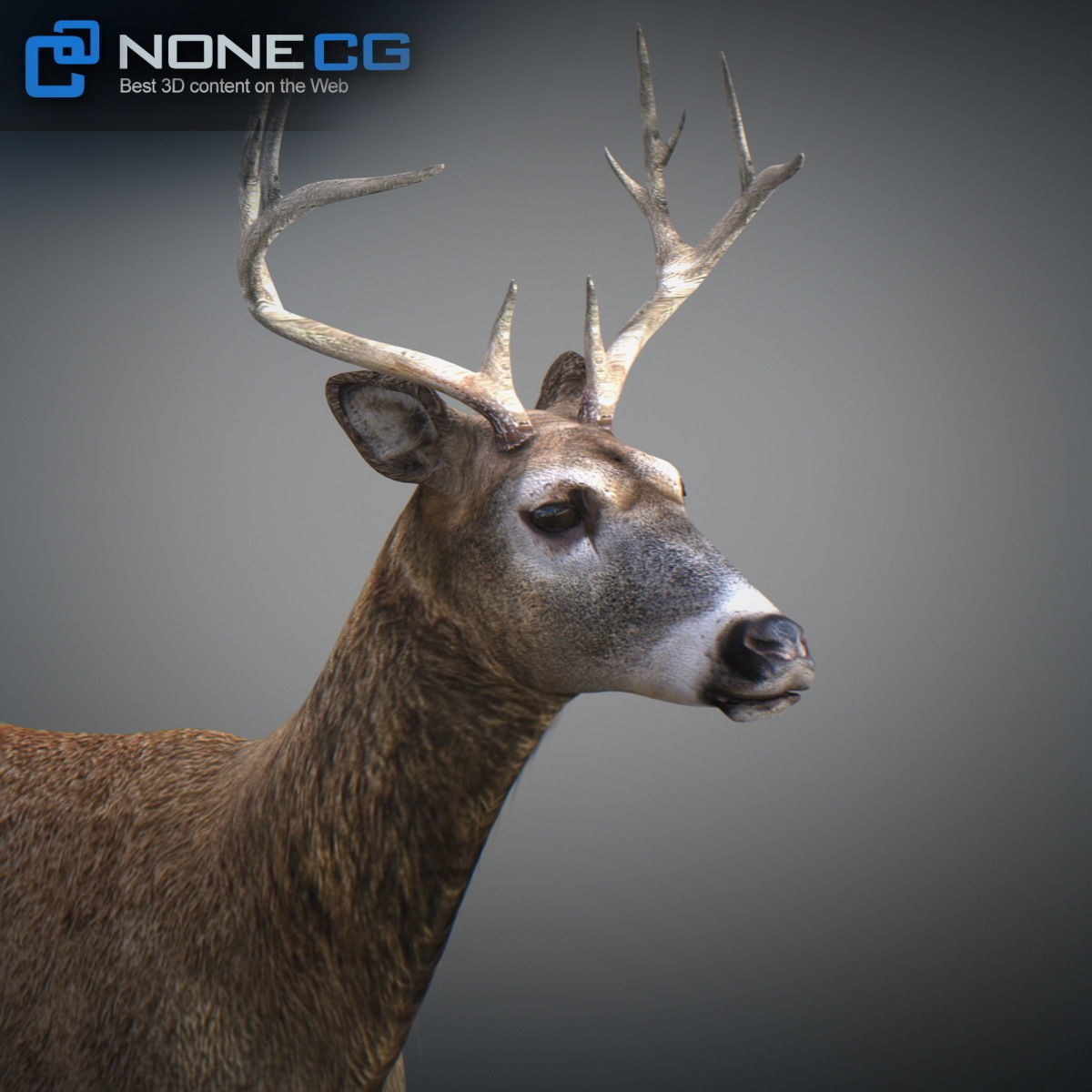 Animated Deer 3D model_3