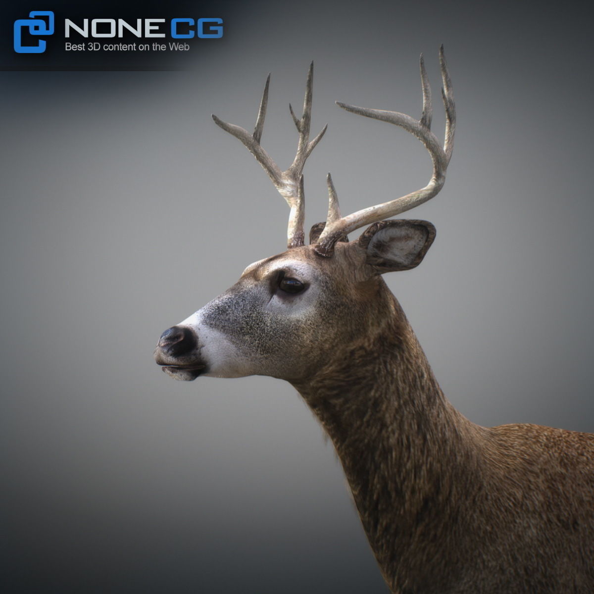 Animated Deer 3D model_5