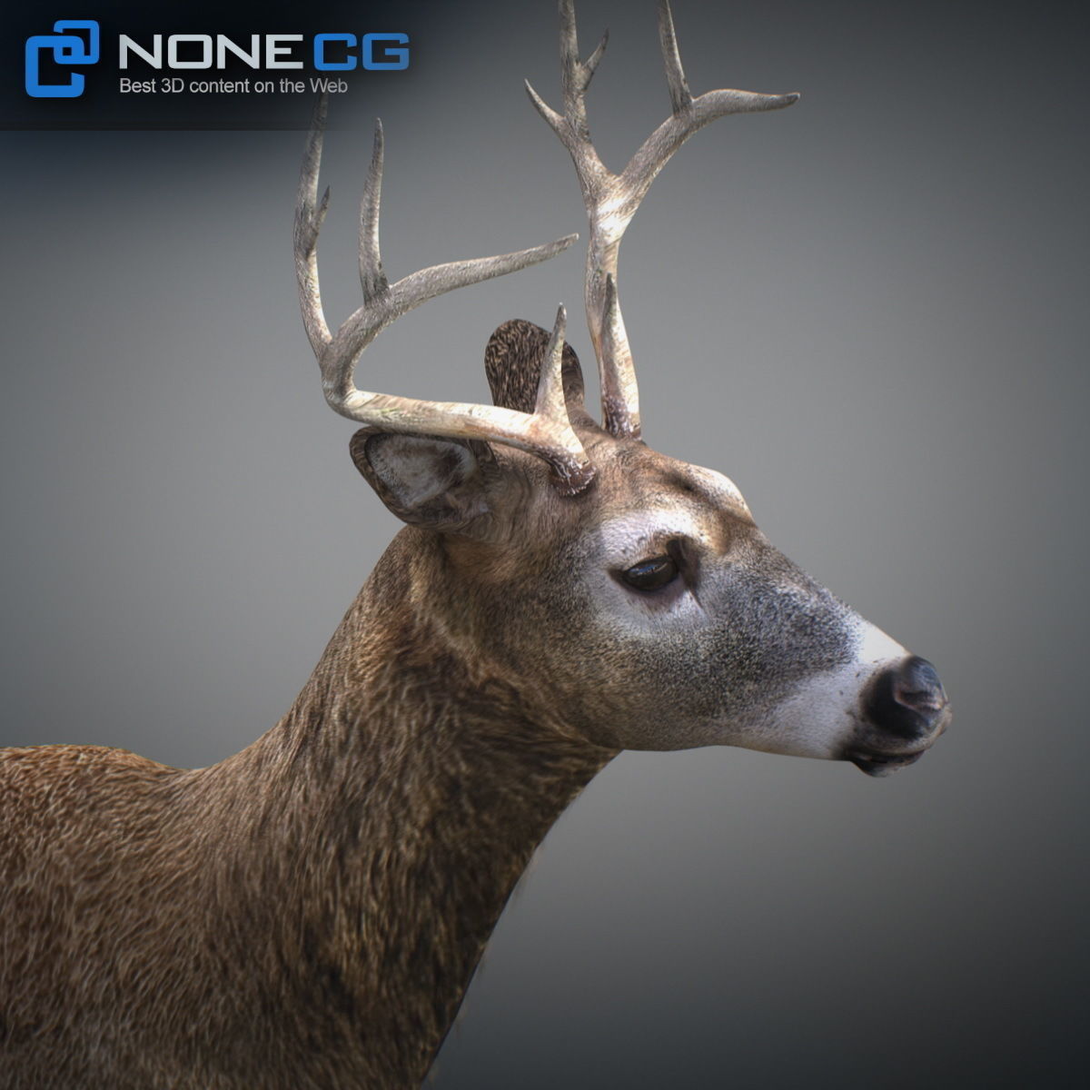 Animated Deer 3D model_6