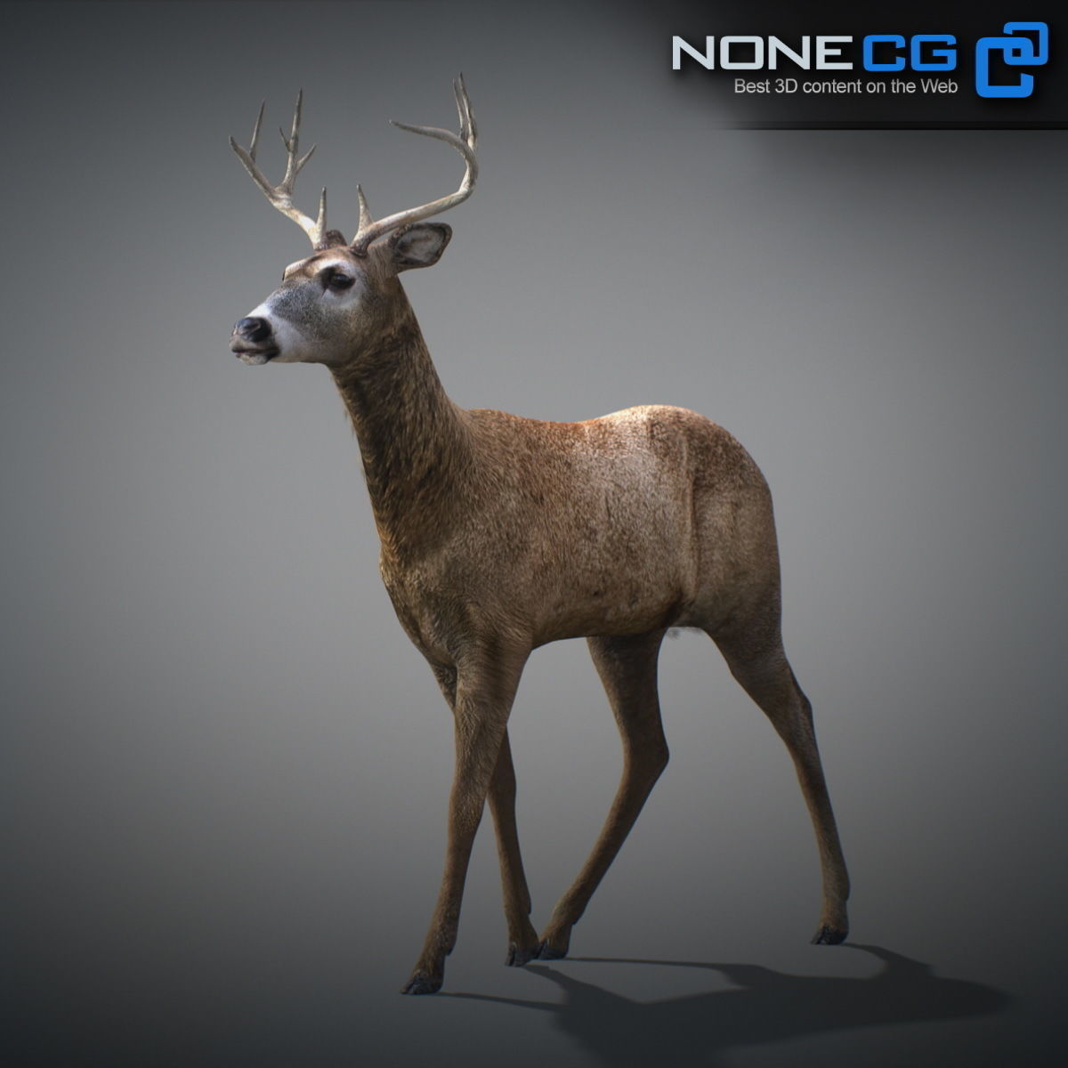 Animated Deer 3D model_11
