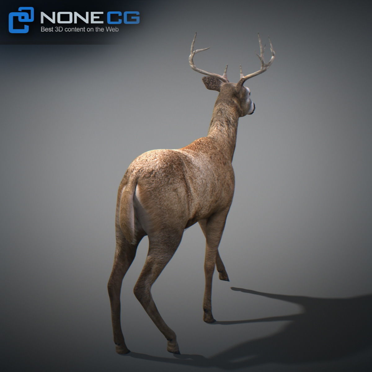 Animated Deer 3D model_15