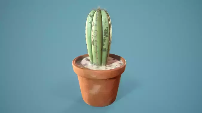 Potted Cactus