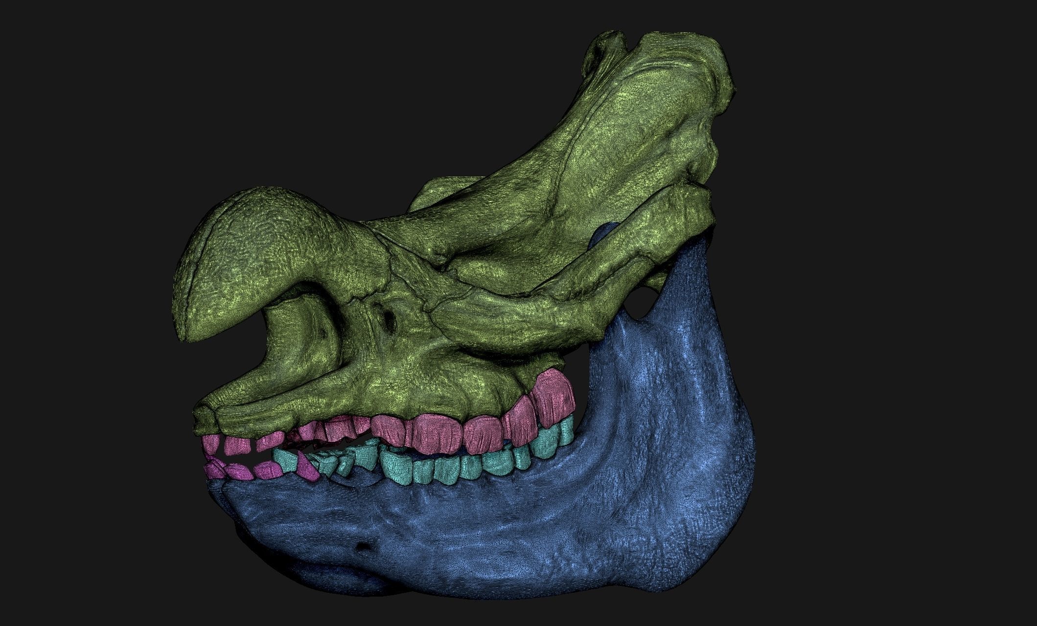 White Rhinoceros Skull - CNC and 3D print model_7