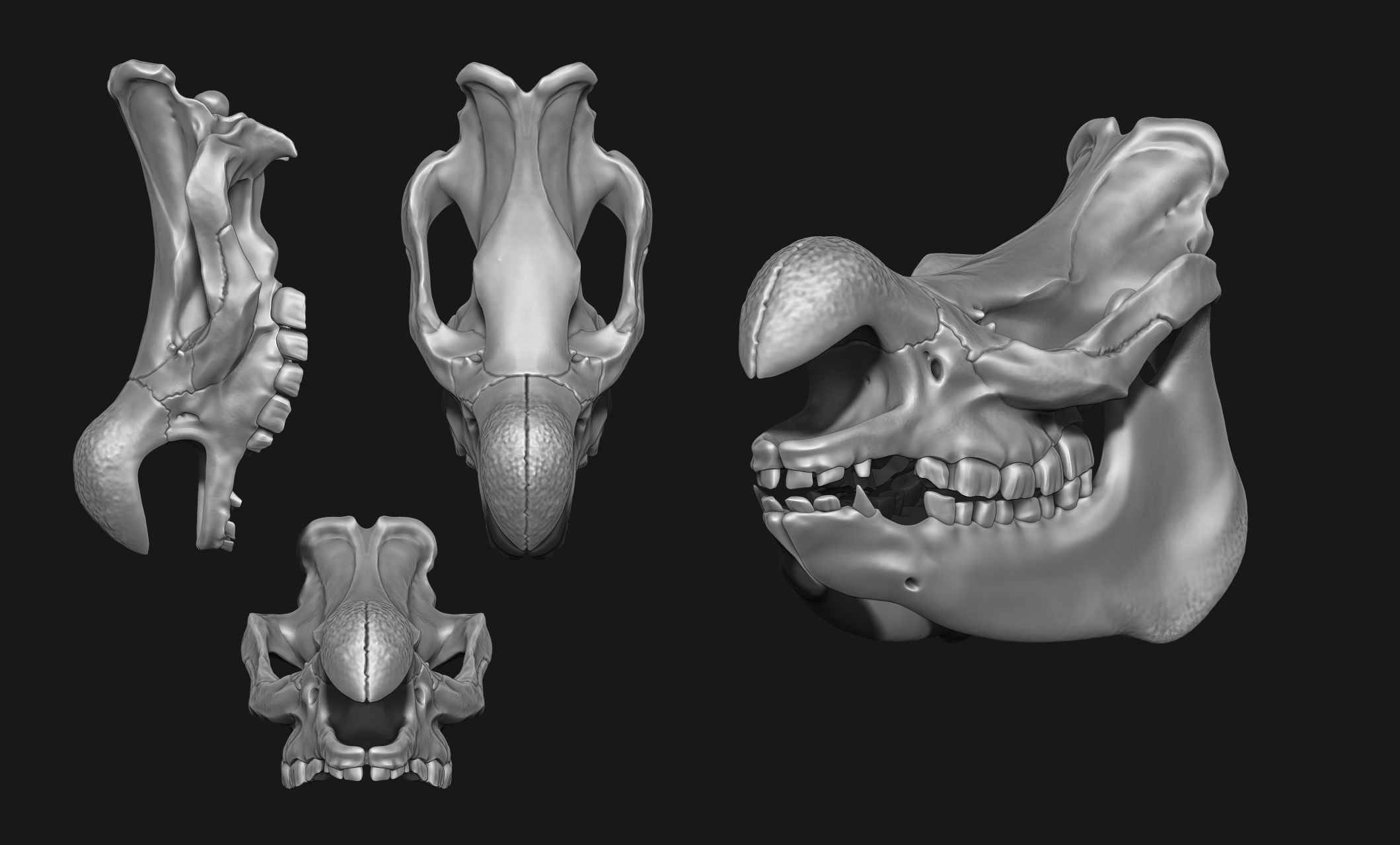 White Rhinoceros Skull - CNC and 3D print model_2