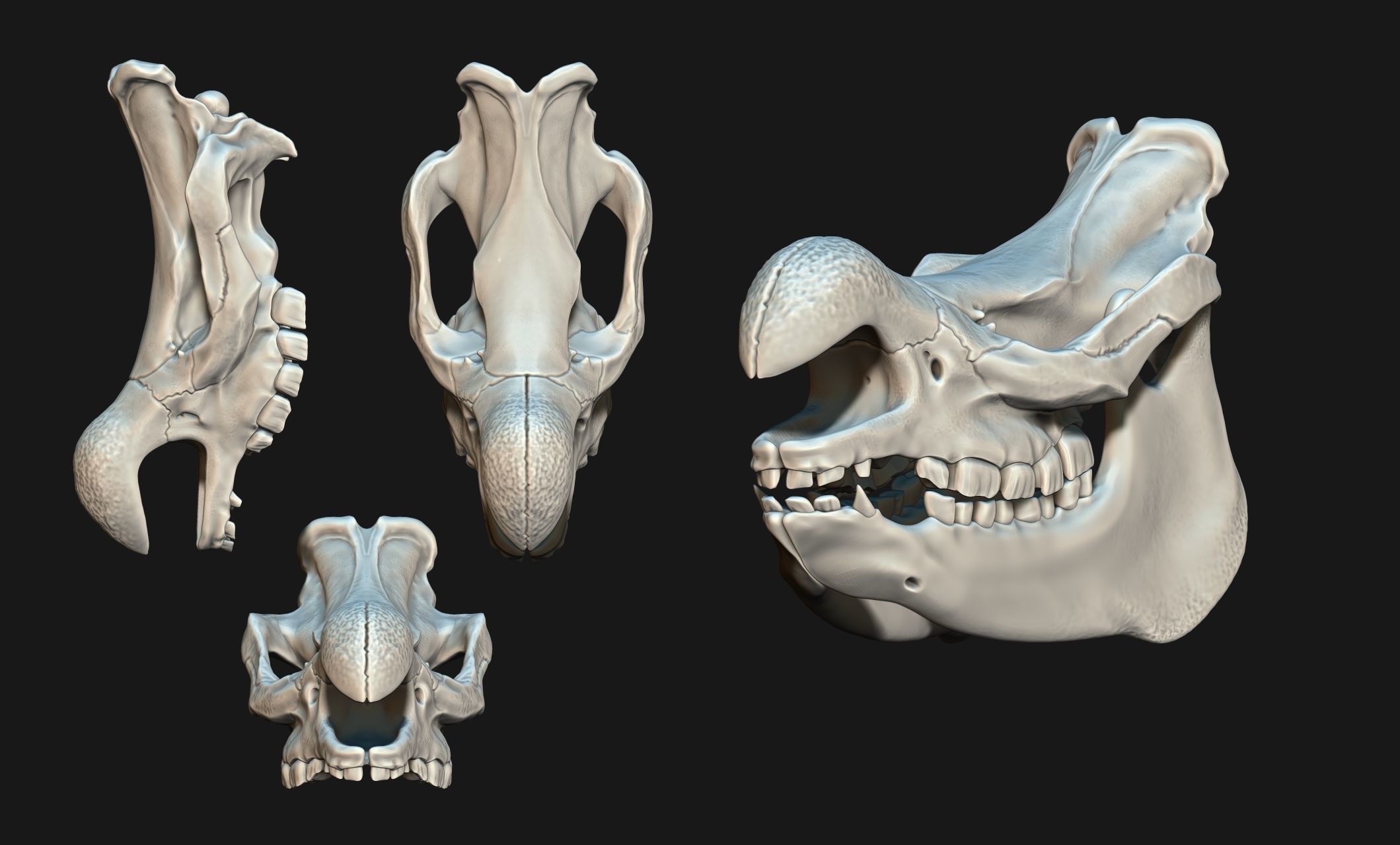 White Rhinoceros Skull - CNC and 3D print model_21