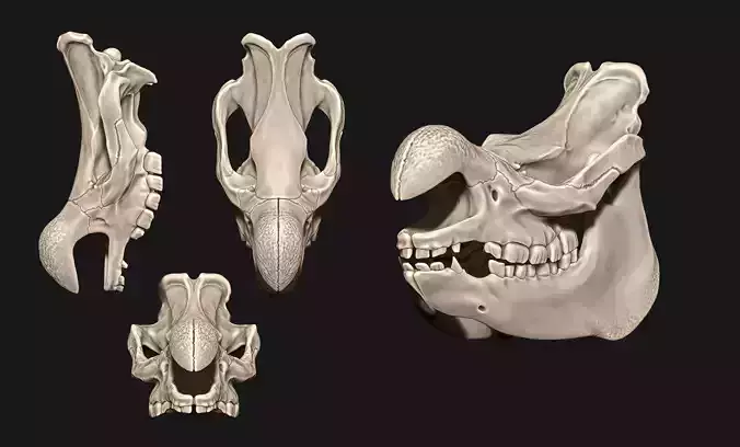 White Rhinoceros Skull - CNC and 3D print model