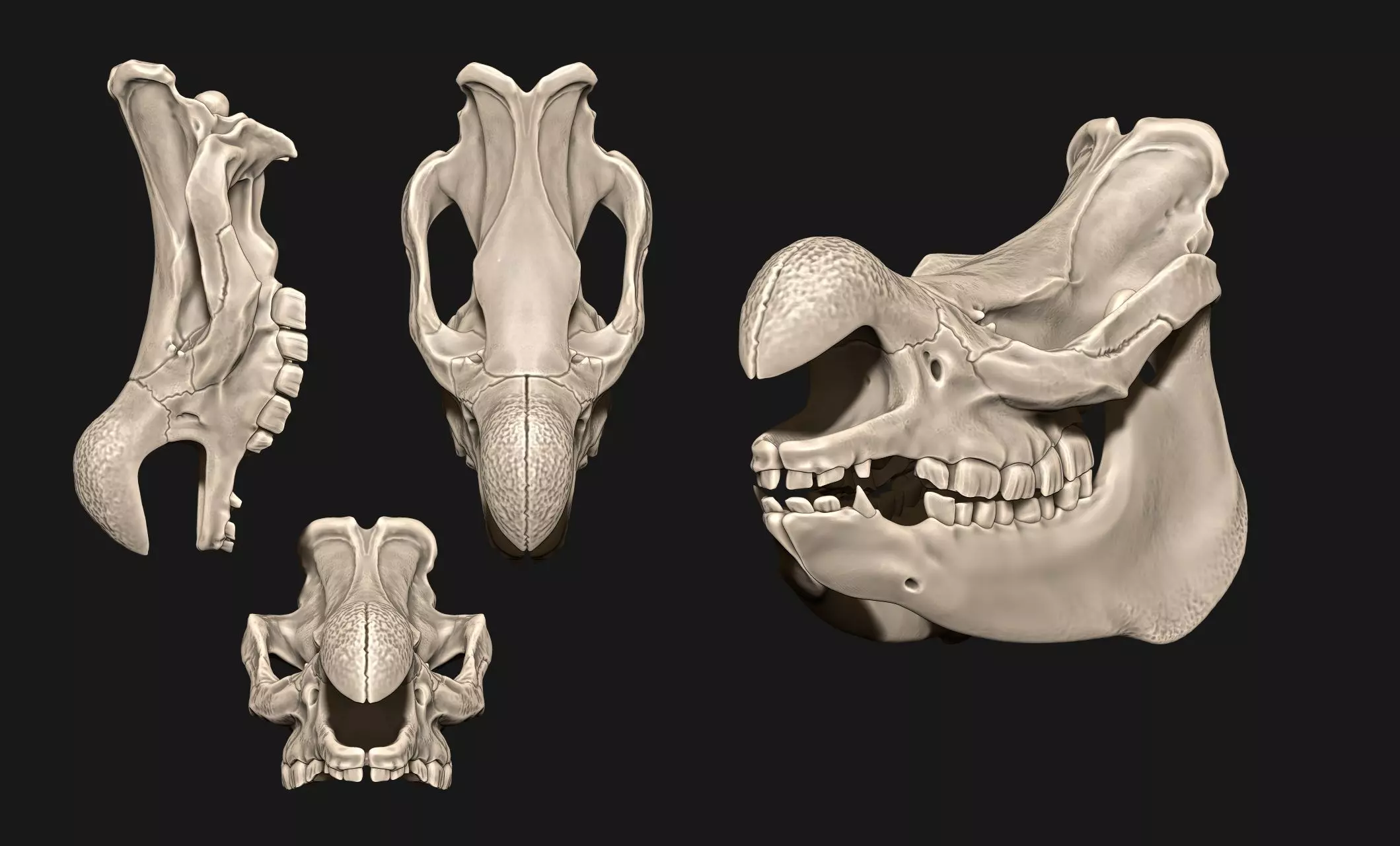 White Rhinoceros Skull - CNC and 3D print model_0